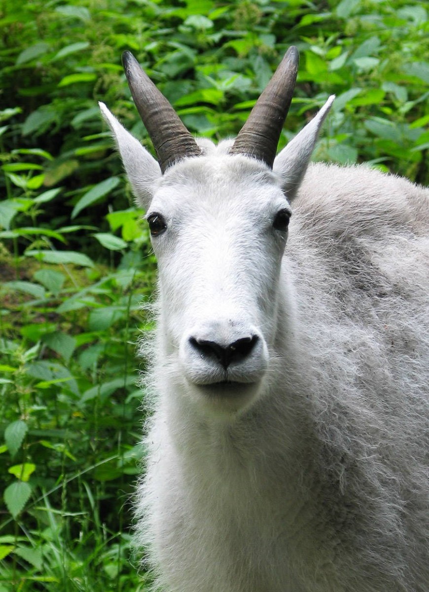 A mountain goat looks towards the camera at Northwest Trek Wildlife Park