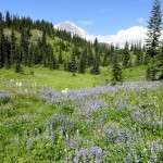 Beautiful wildflower meadows along the trail