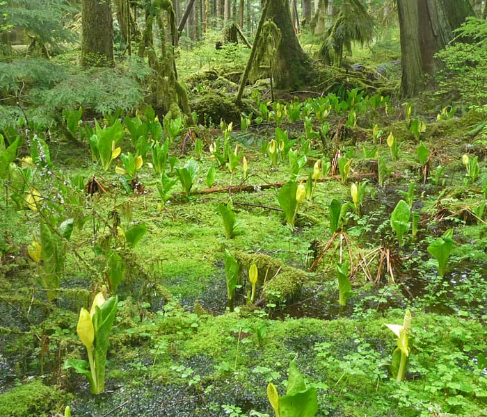 Rainforest Nature Loop Trail