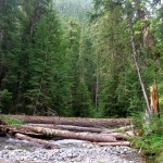 Huckleberry Creek flows through magnificent old growth forest