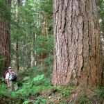 Massive old growth Douglas fir
