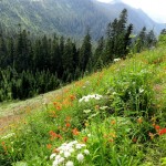 The trail traverses slopes of wildflowers