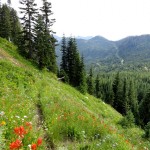 The trail traverses slopes of wildflowers 2
