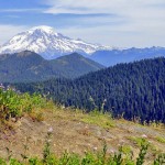a views of Mt Rainier and the Sawtooth Ridge from old cuts along the way