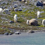 b herd of mountain goats