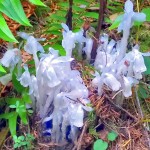 b indian Pipe