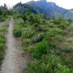 beargrass lined trail and High Rock hovering in background