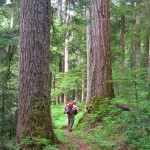 big trees along Huckleberry Creek Trail