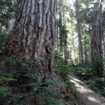 impressive old growth forest on Cowlitz Divide