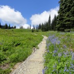lupines line the way at Indian Henrys Hunting Ground