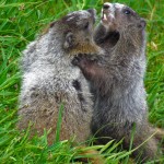 marmot dance