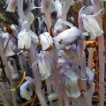 more indian Pipe along the trail