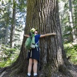 old growth giant on the Teely Creek Trail