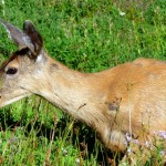 portrait of mule deer moraine trail mrnp