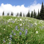 prolific wildflowers at Indian Henrys Hunting Ground