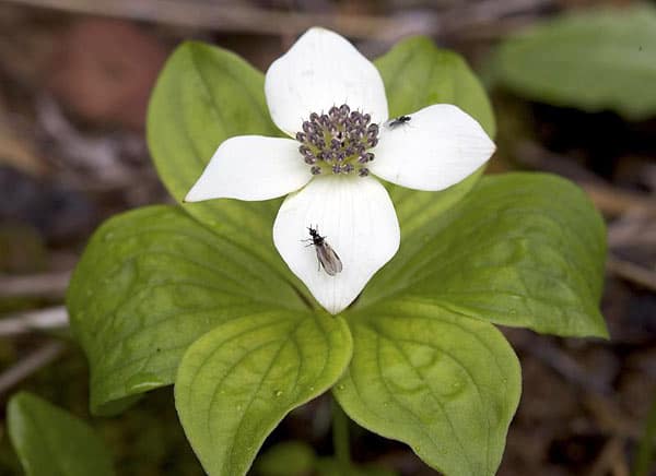 Bunchberry, Canadian Dogwood