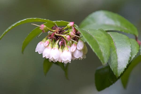 Huckleberry, Evergreen