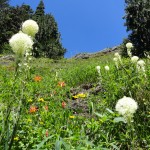 Bear grass and wildflowers along the Glacier View Trail