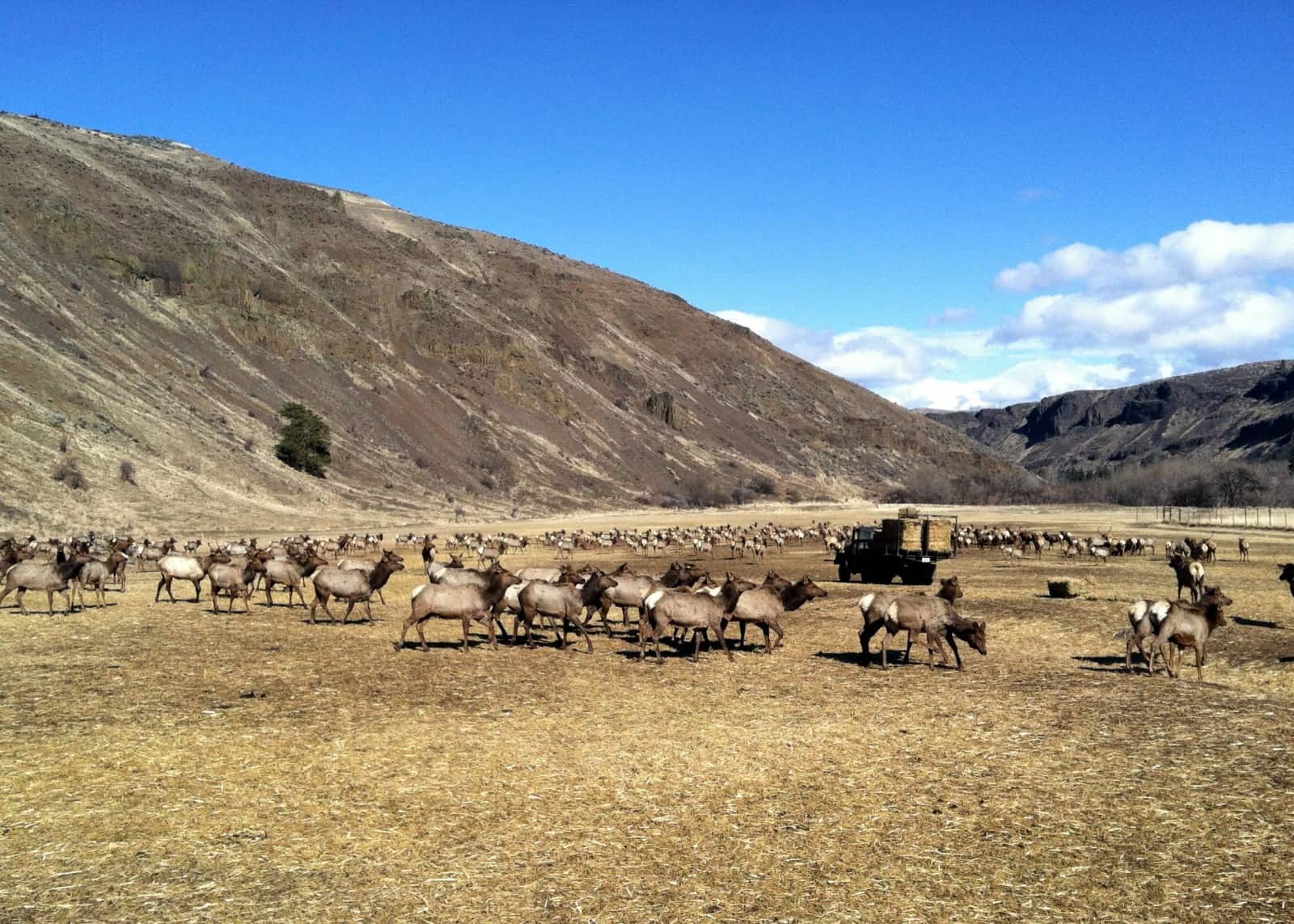 A Visit to the Oak Creek Elk Feeding Area