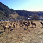The Elk Await Feeding