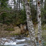 A pair of alders frame some rapids near the mouth of the Green River Gorge