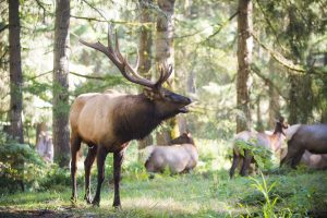Elk Bugling Tours at Northwest Trek