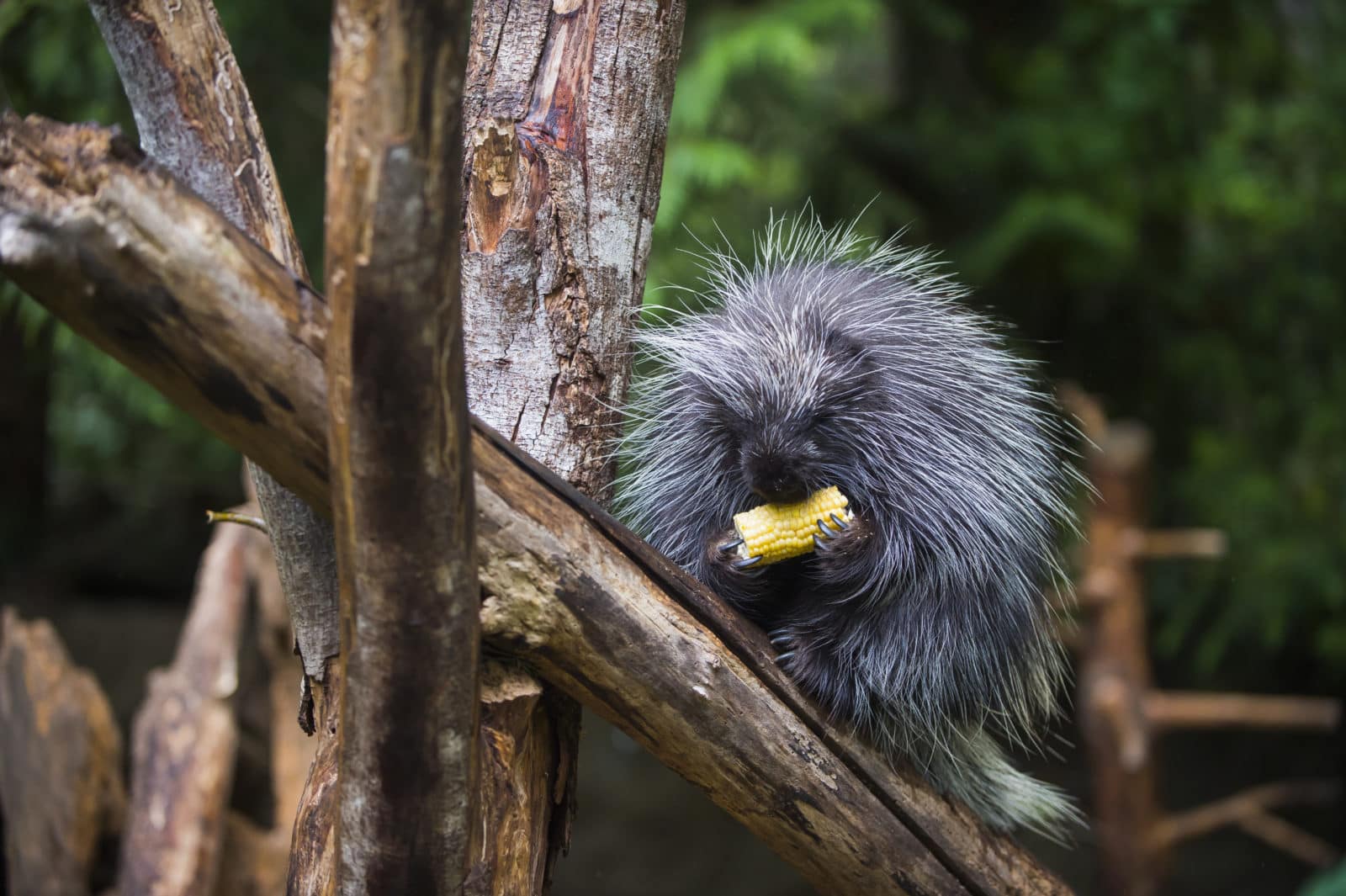 A porcupine enjoys a treat during Feeding Frenzy