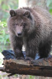 Grizzly Bear Cub