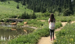 Girl Sharing the Wildflower Trail with Deer at Tipsoo Lake e1543434055961