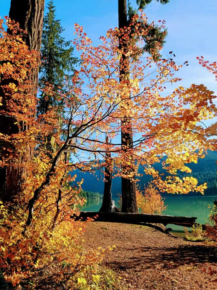 Fall colors as seen along the trail at Packwood Lake