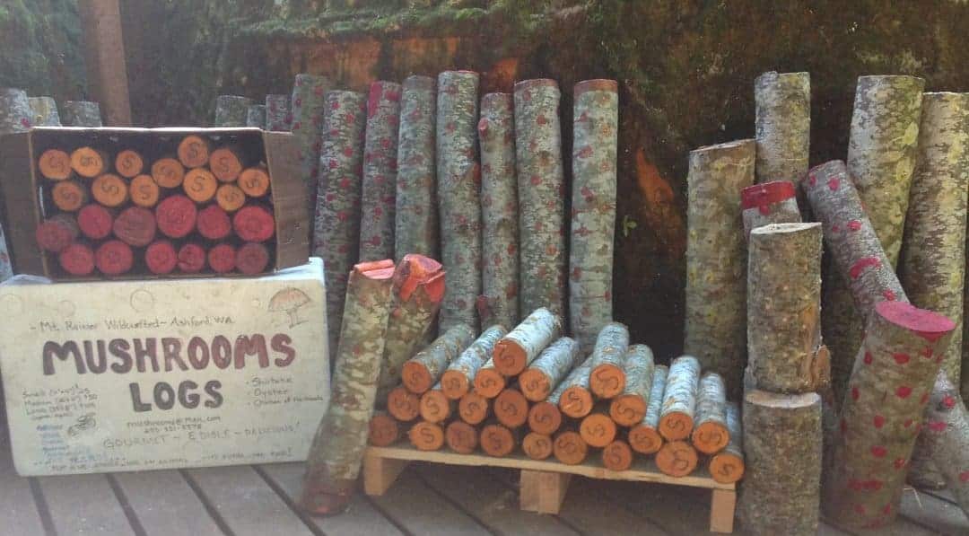 Shop for Souvenir Shrooms On Your Next Mount Rainier Vacation!