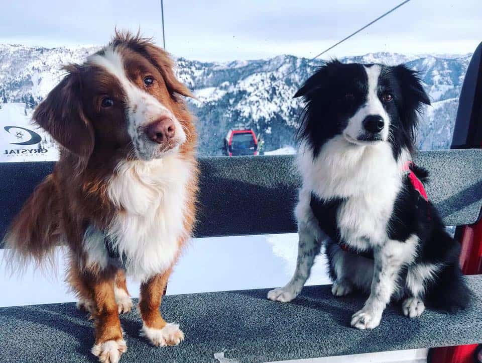 Crystal Mountain Avalanche Rescue Dogs