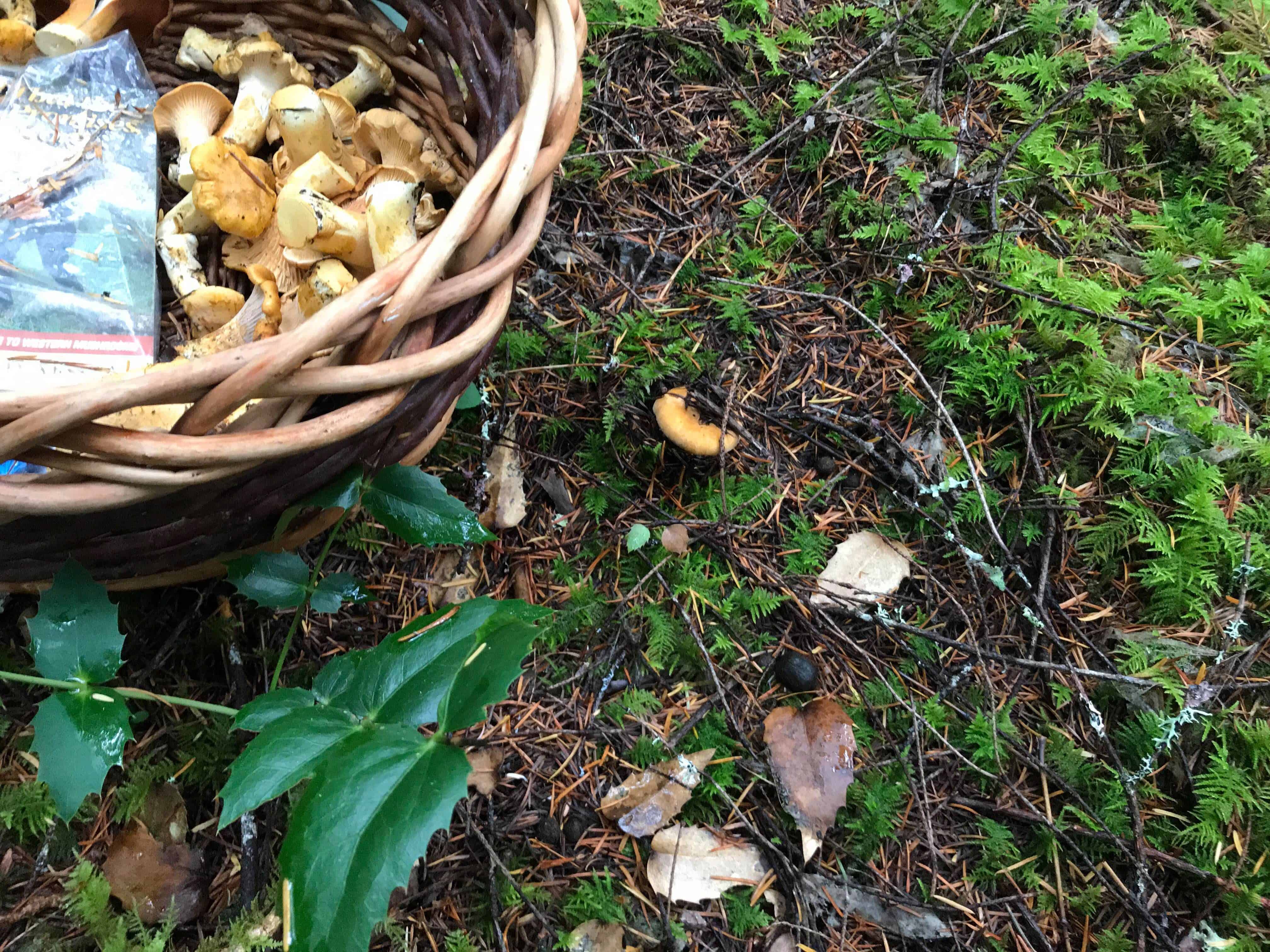 Mushroom Picking in the Mount Rainier Area
