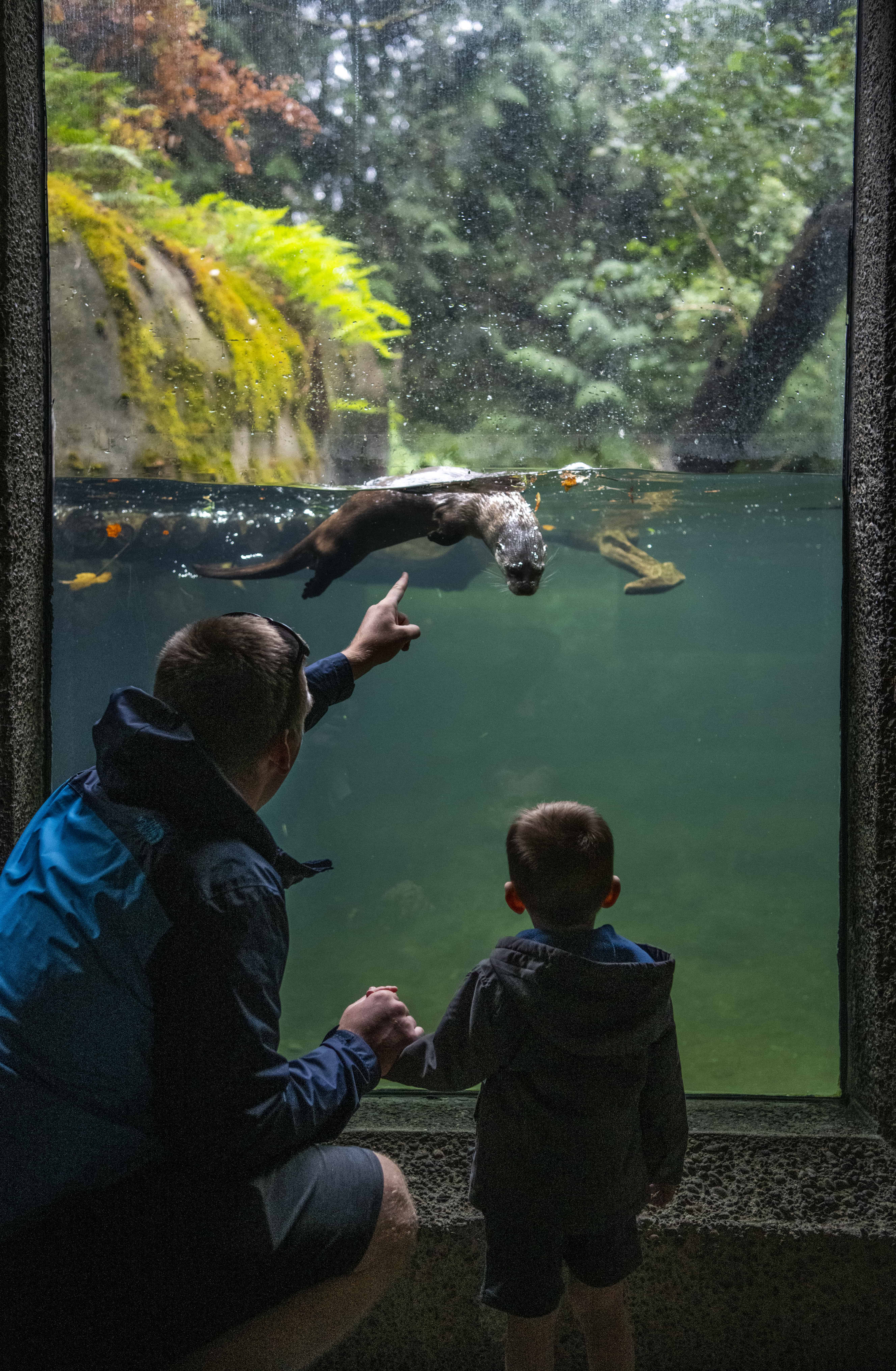 Father and son watch an otter swim at Northwest Trek Wildlife Park