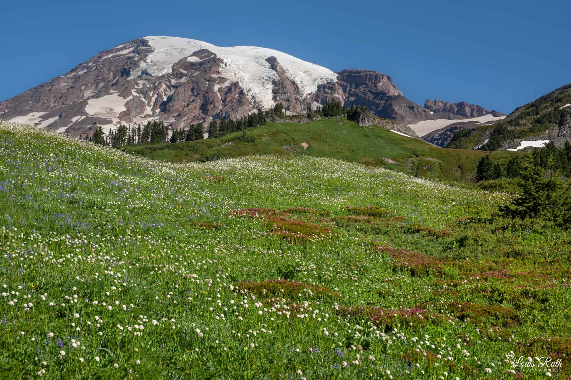 Mt. Rainier’s Wildflowers Making Their Colorful Debut