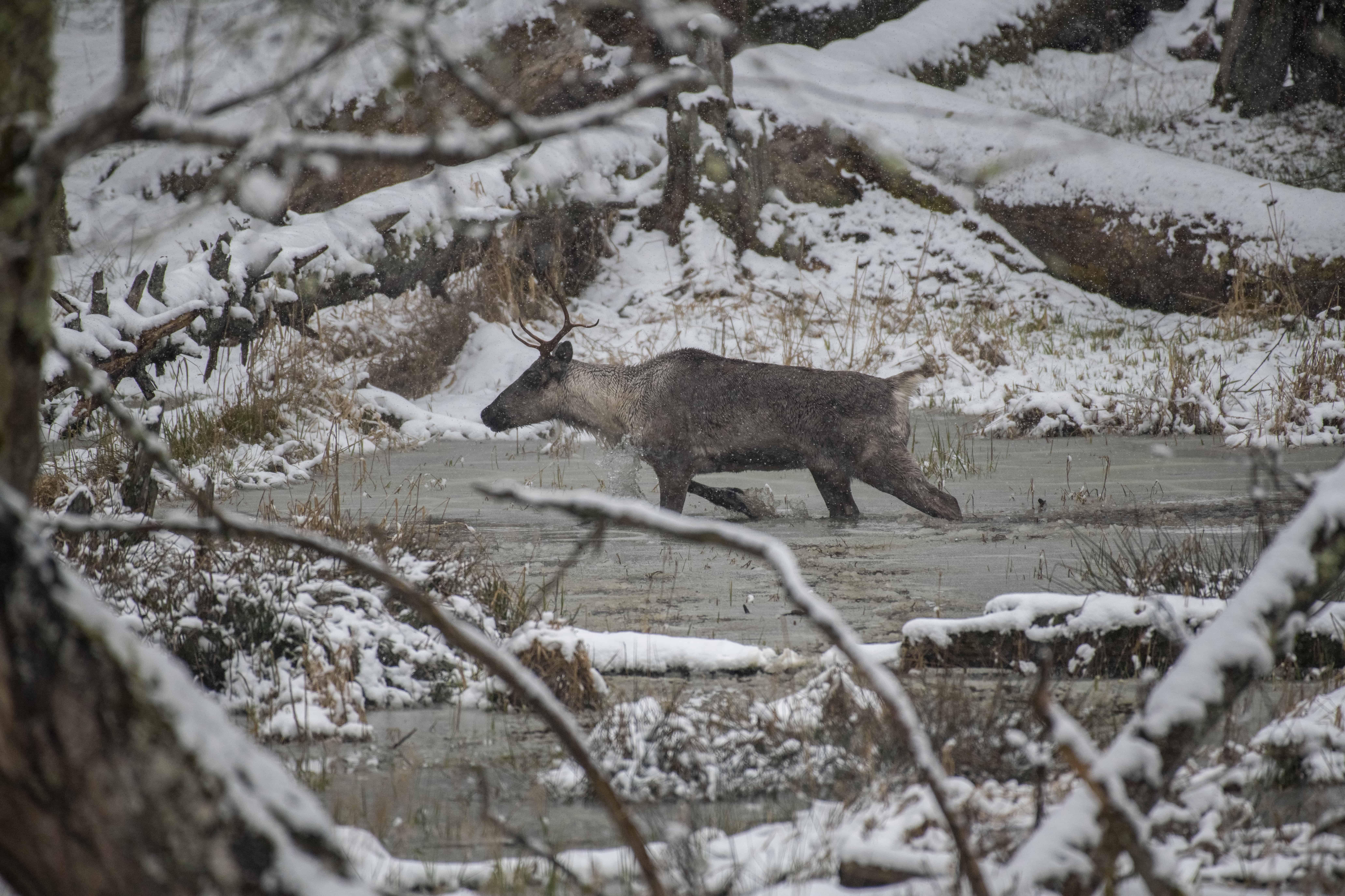 See Caribou at Northwest Trek Wildlife Park