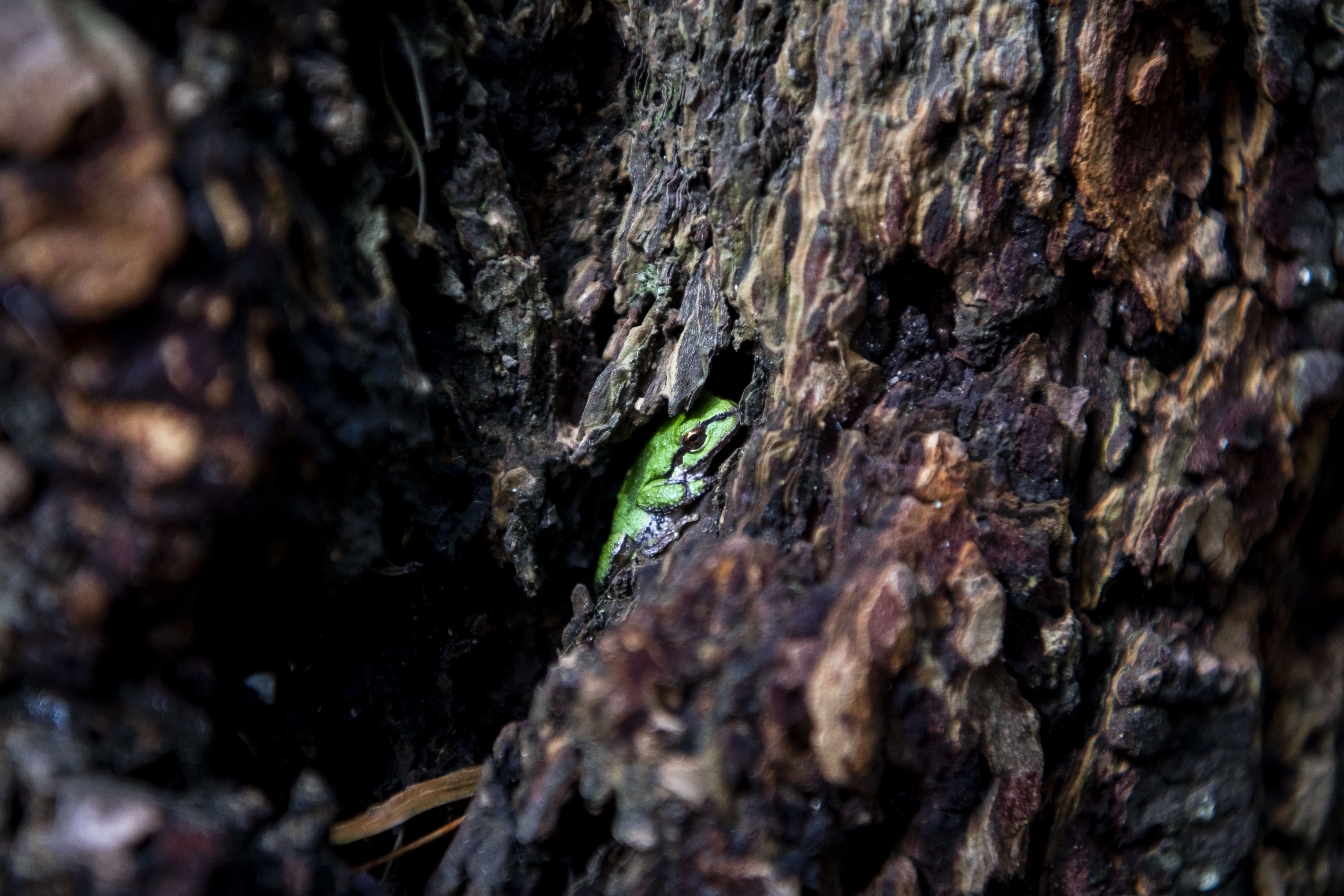 Green frog on a tree at Northwest Trek Wildlife Park
