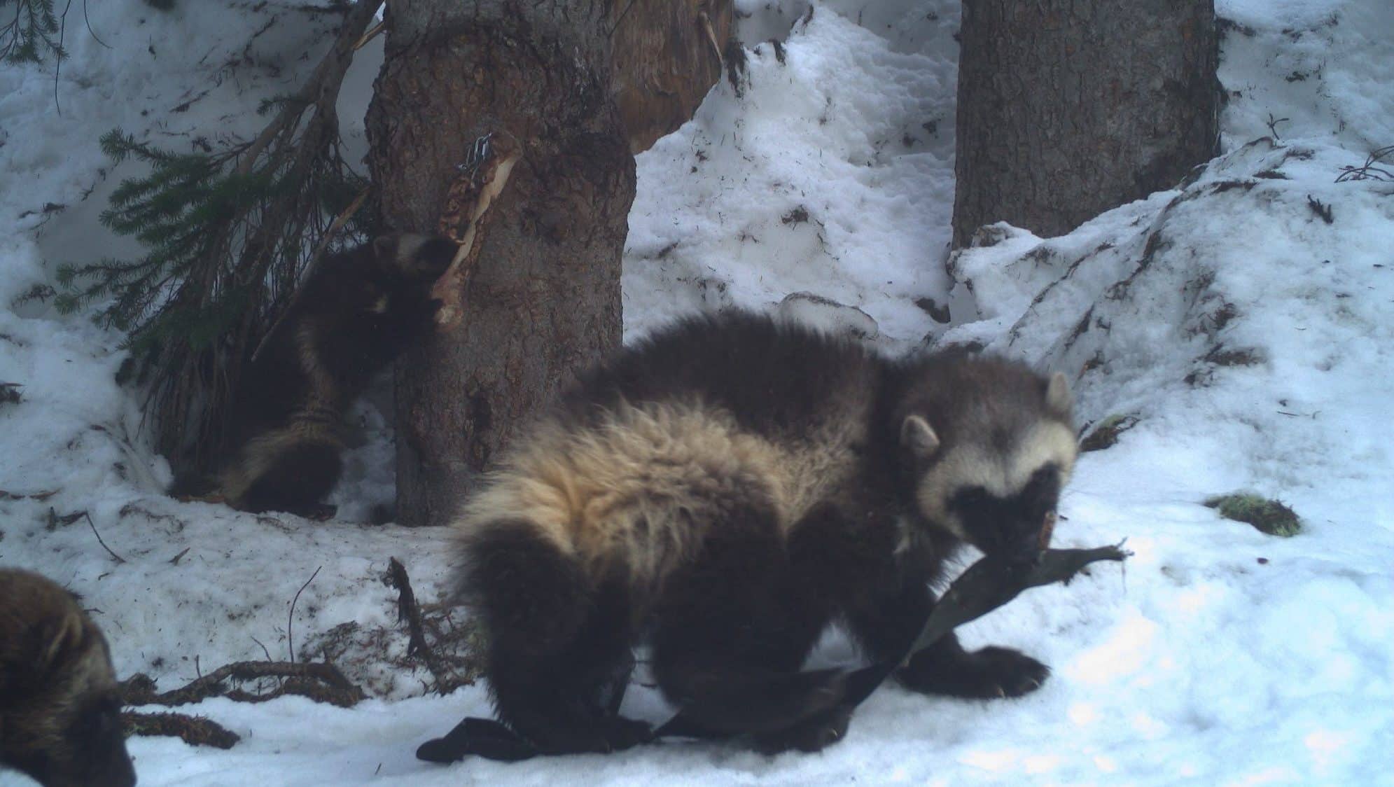 Second family of wolverines documented at Mount Rainier National Park