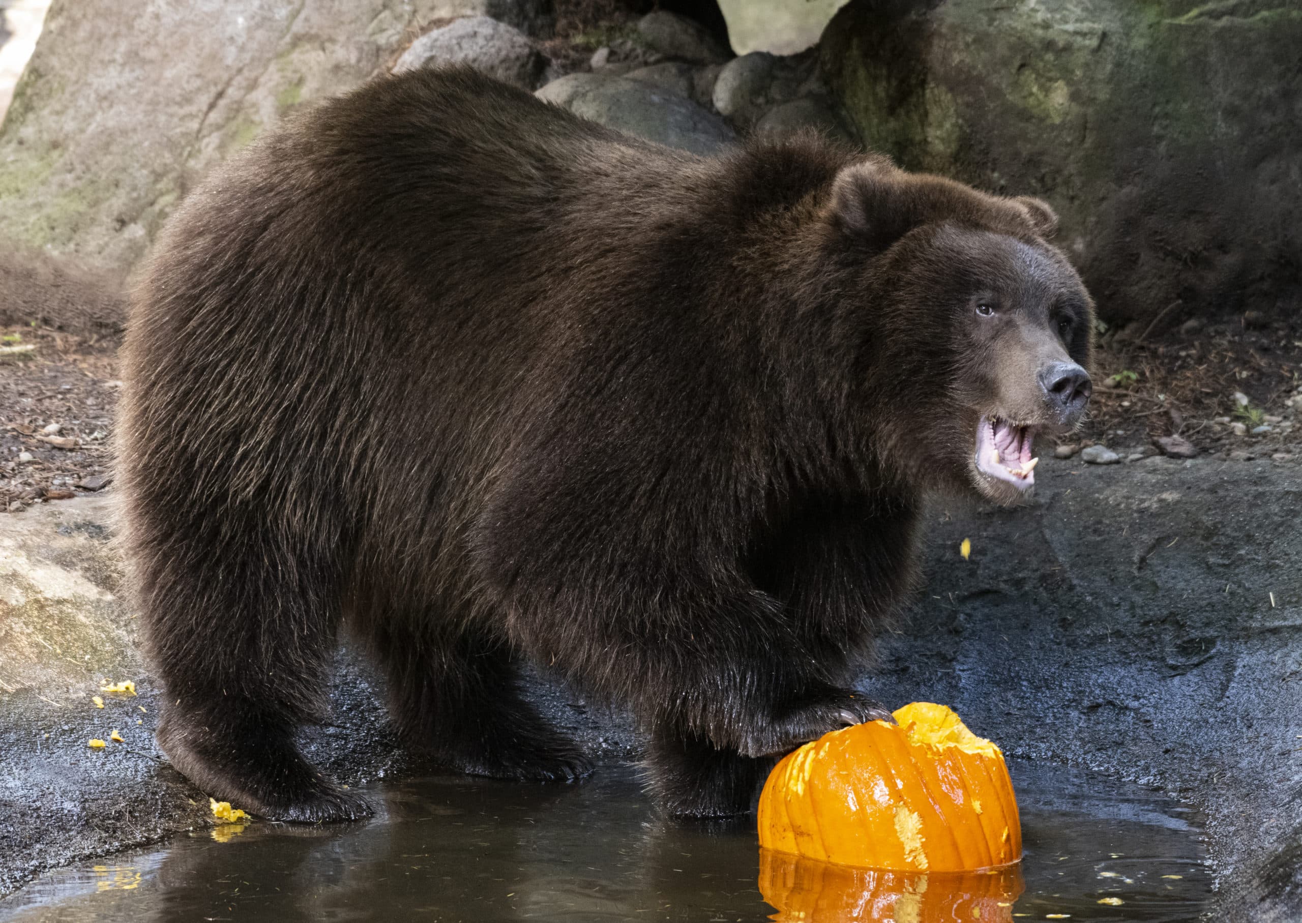 Fall Festivities at Northwest Trek Wildlife Park