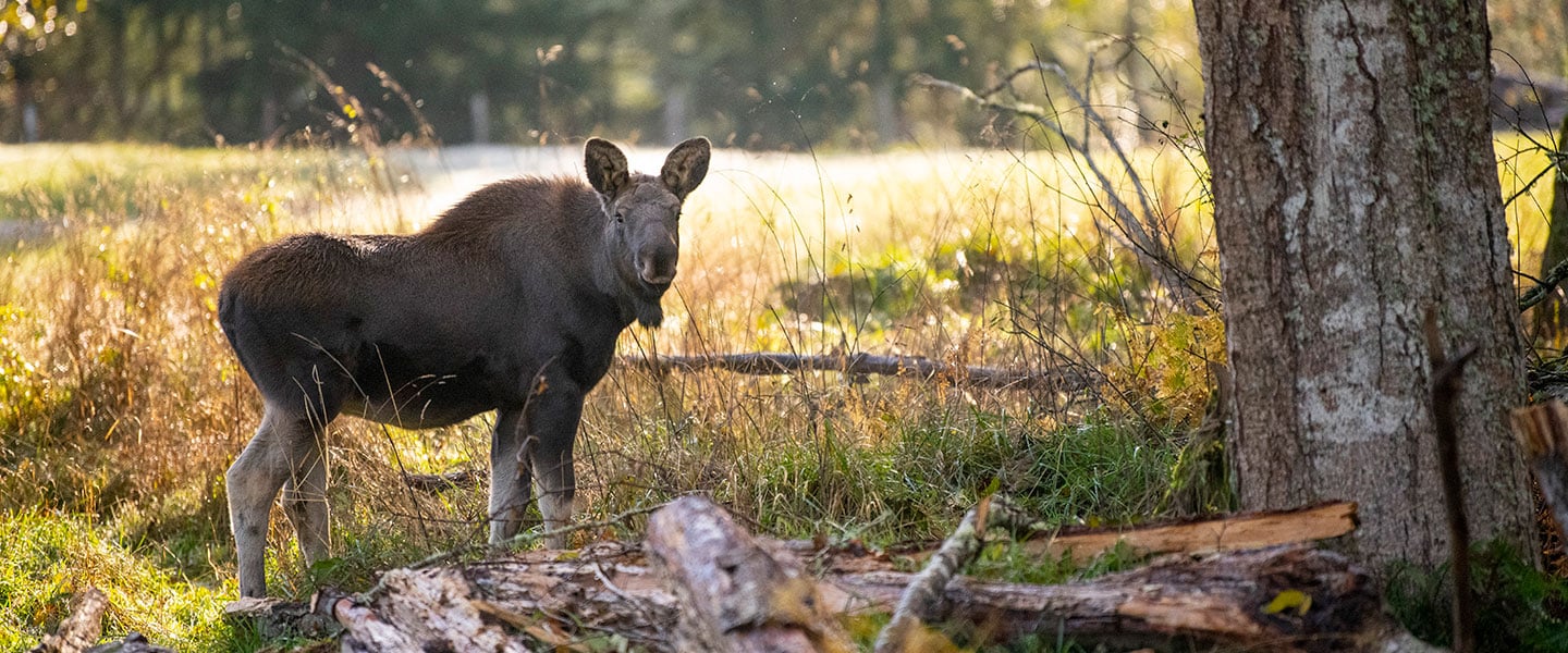 Moose on the Loose In Northwest Trek’s Free Roaming Area