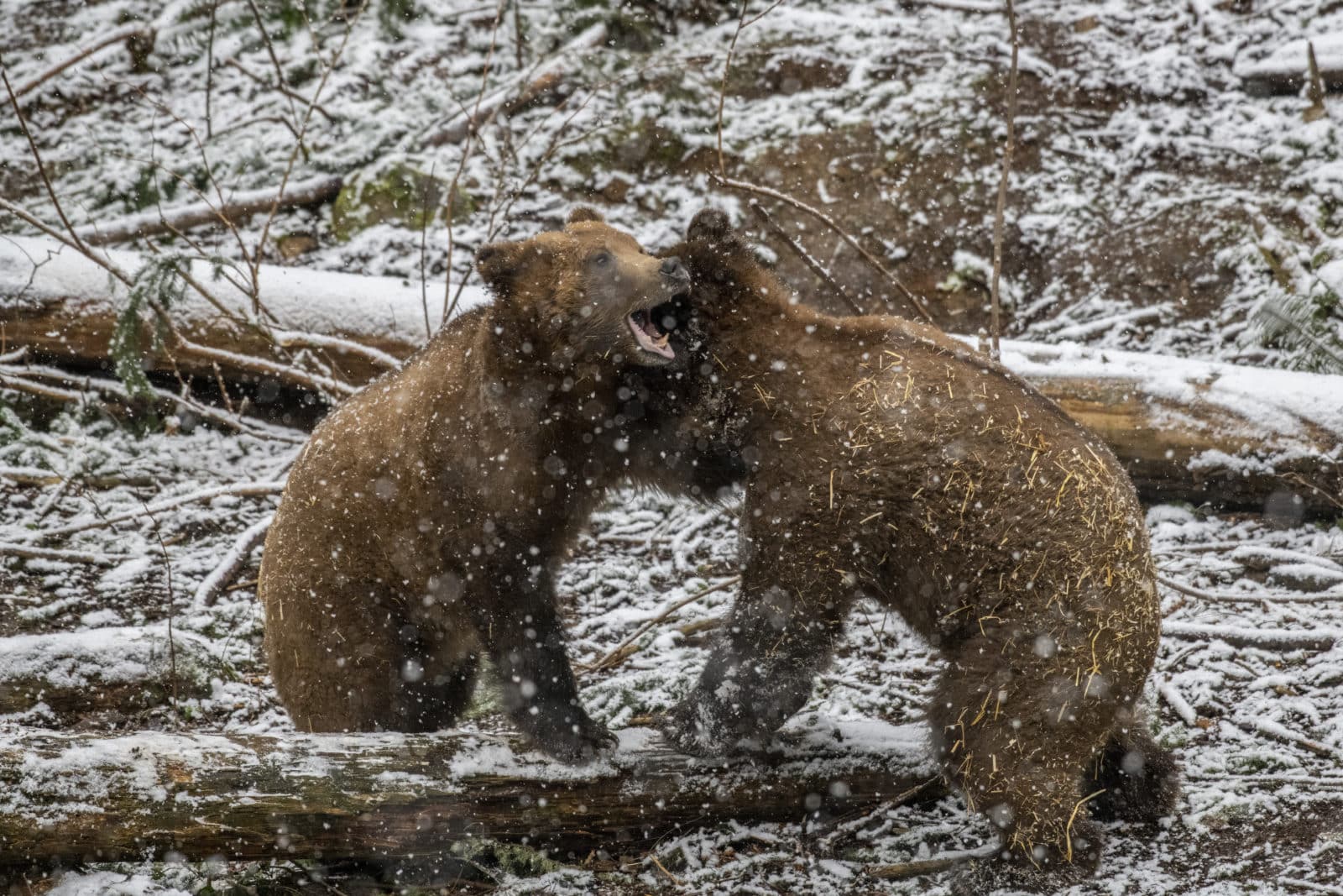 grizzly bears playing in the snow at Northwest Trek Wildlife Park