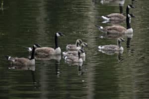 Goslings at Northwest Trek Wildlife Park