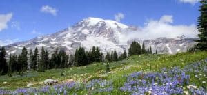 mountain and view of wildflowers
